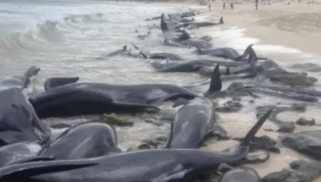 Tasmanya’da 150’den Fazla Yalancı Katil Balina Karaya Vurdu, Kurtarma Umudu Yok