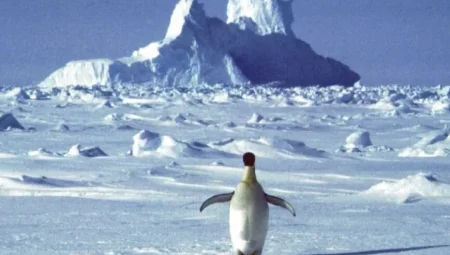 Antarktika’daki dev okyanus akıntısı yavaşlıyor: Küresel iklim için ne anlama geliyor?