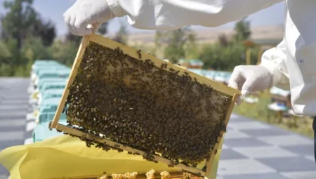 Ankara Büyükşehir Belediyesi’nden Arıcılara Bilimsel Destek: Arıcılık Araştırma, Üretim ve Eğitim Merkezi Faaliyete Geçti